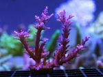 Acropora Carduus "Red Dragon" by Lucareef